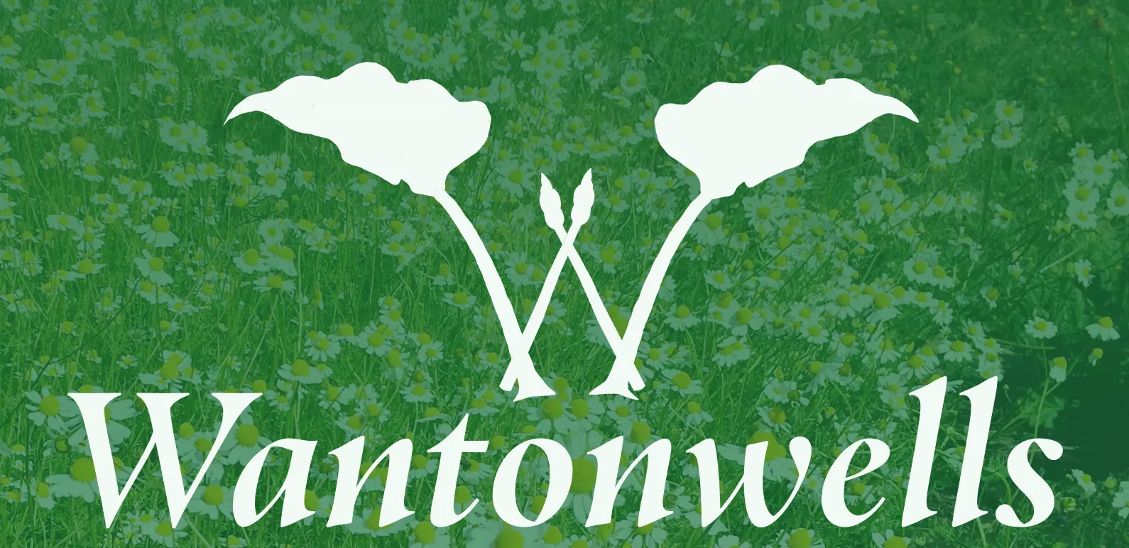 Wantonwells, written over a field of chamomile in flower