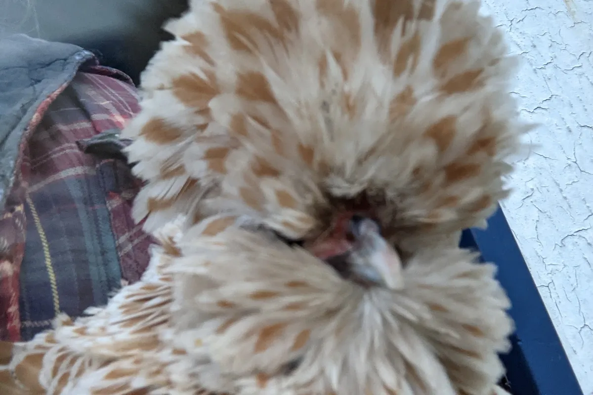 A chicken with a spectacular crest of head feathers