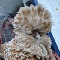 A chicken with a spectacular crest of head feathers