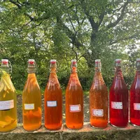 Seven bottles of golden, orange and ruby-red kombucha lined up on a stone wall in the sunshine.