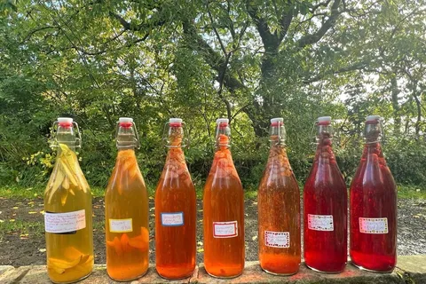 Seven bottles of golden, orange and ruby-red kombucha lined up on a stone wall in the sunshine.