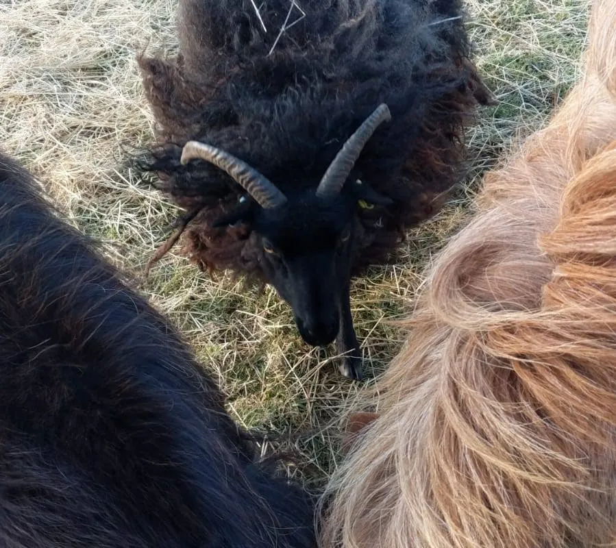 A sheep in a field at Wantonwells Farm