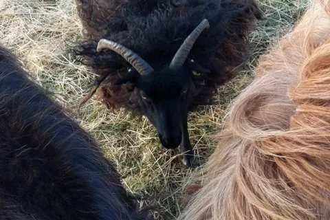 A sheep in a field at Wantonwells Farm
